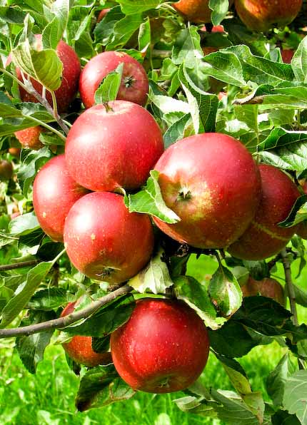 Äpplen. Ulriksdals Trädgård på Kivik